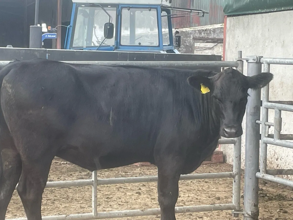 2 incalf Angus heifers - Image 1