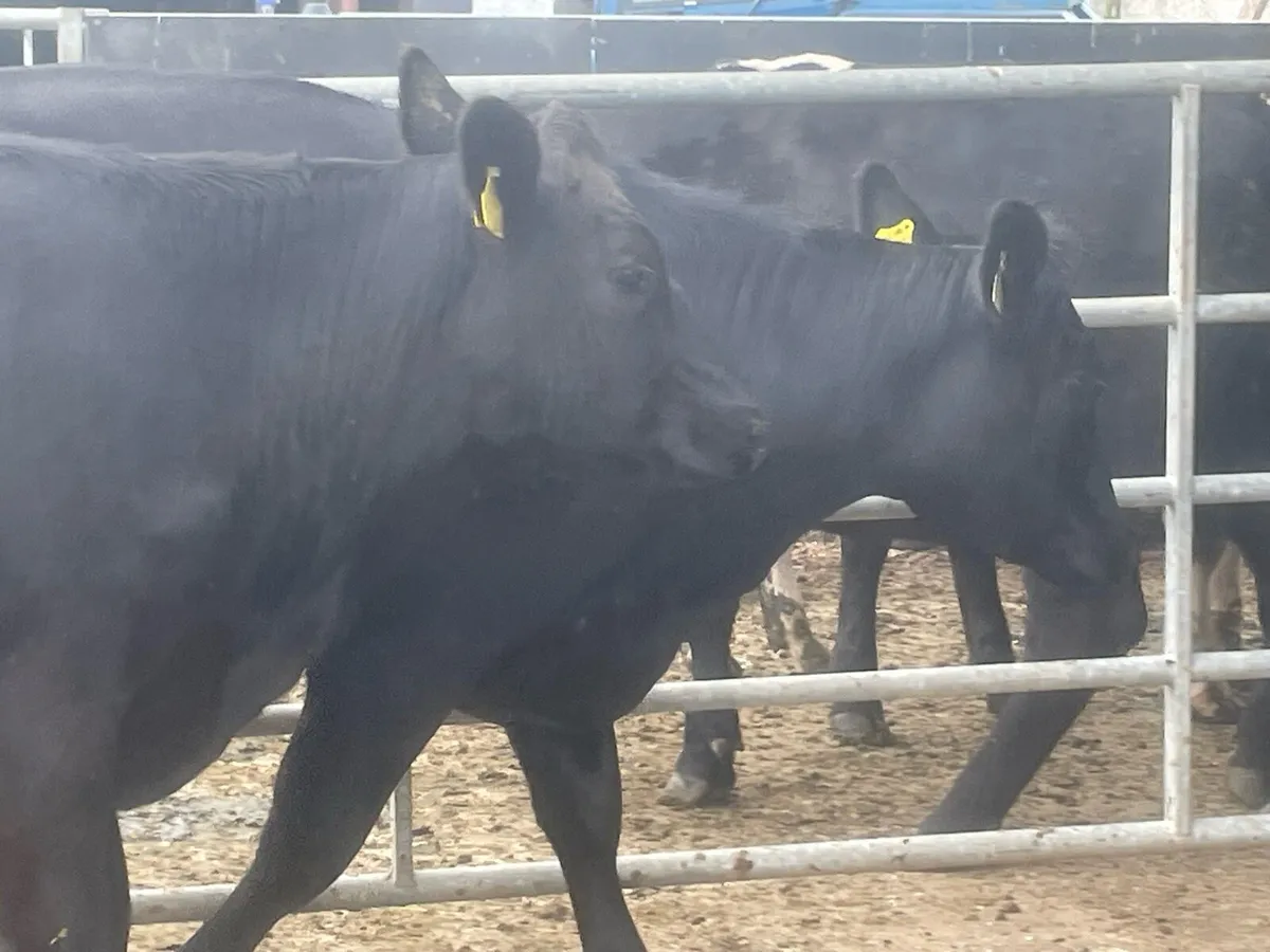 2 incalf Angus heifers - Image 2