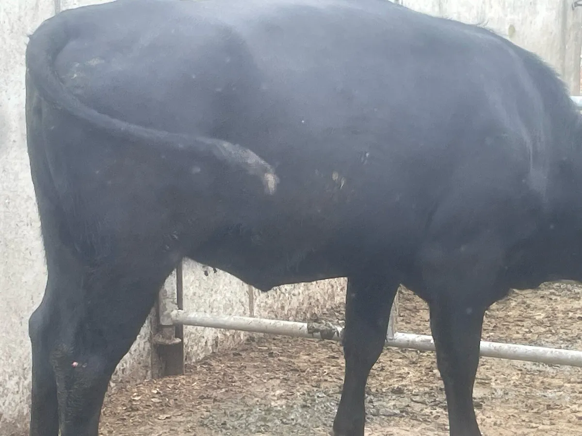 2 incalf Angus heifers - Image 3