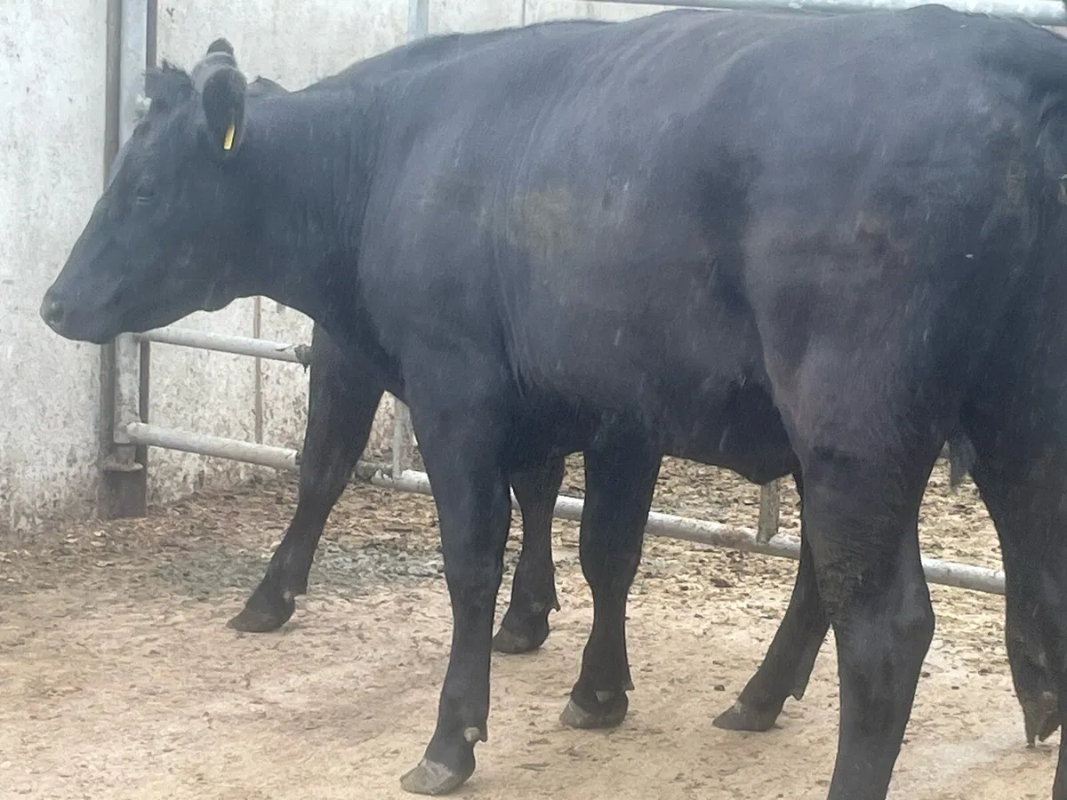 2 incalf Angus heifers - Image 4