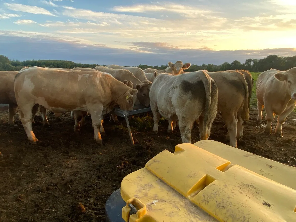 Super bullocks - Image 2