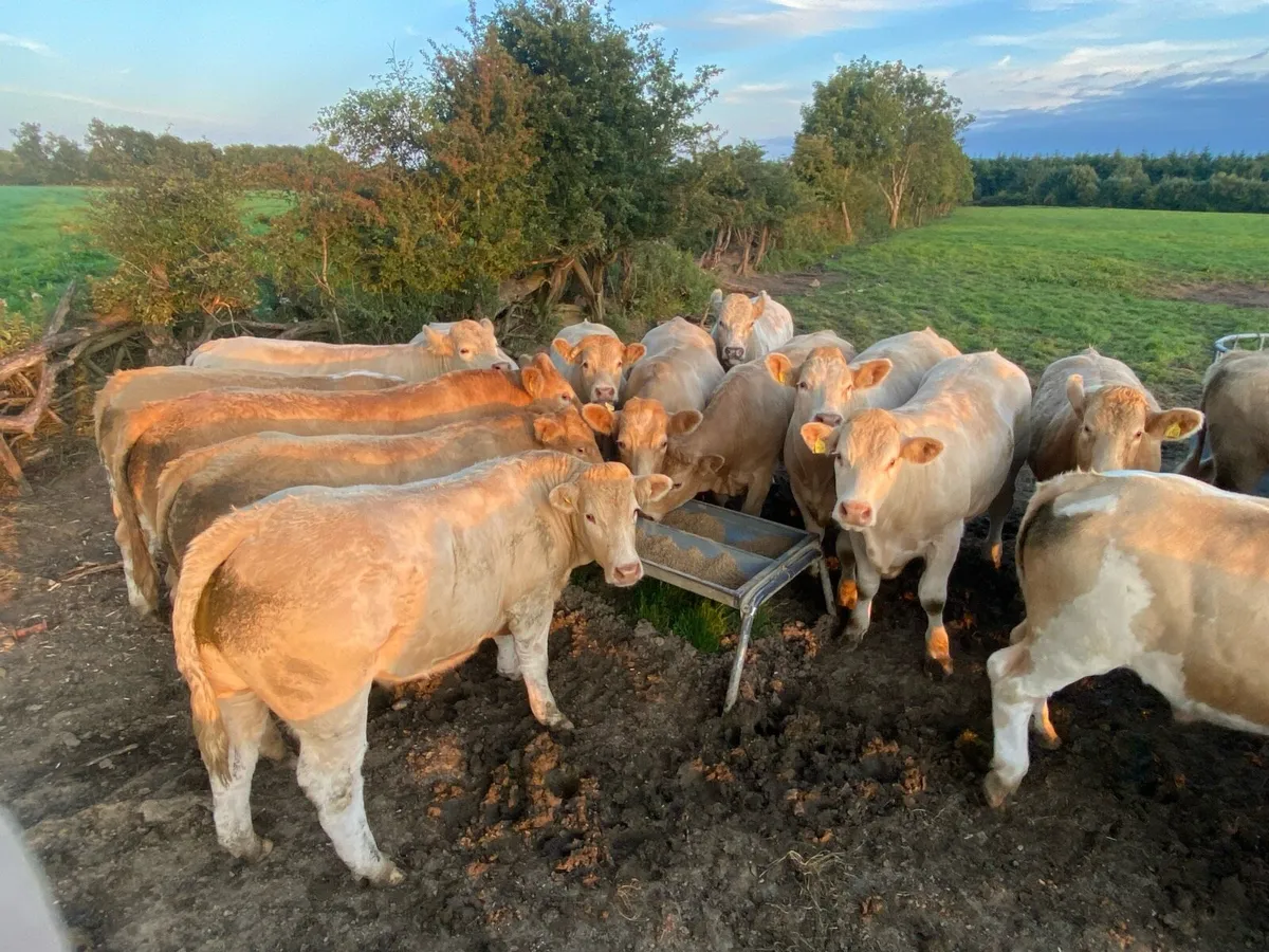 Super bullocks - Image 3