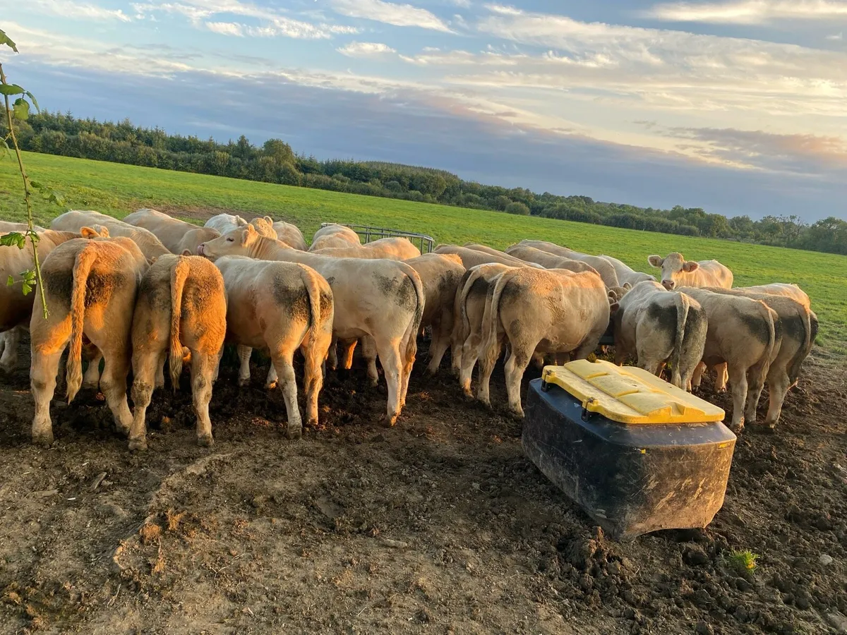 Super bullocks - Image 1
