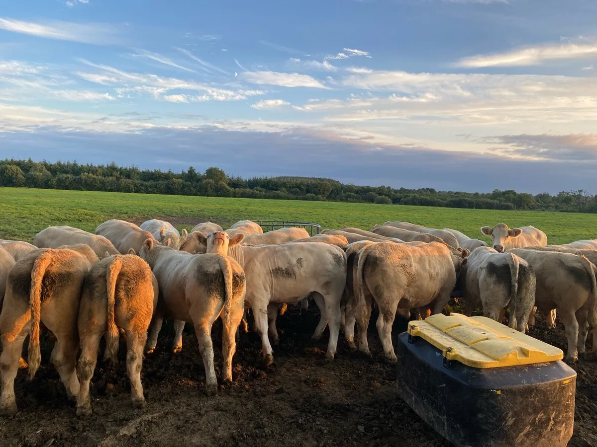 Bullocks for sale - Image 1