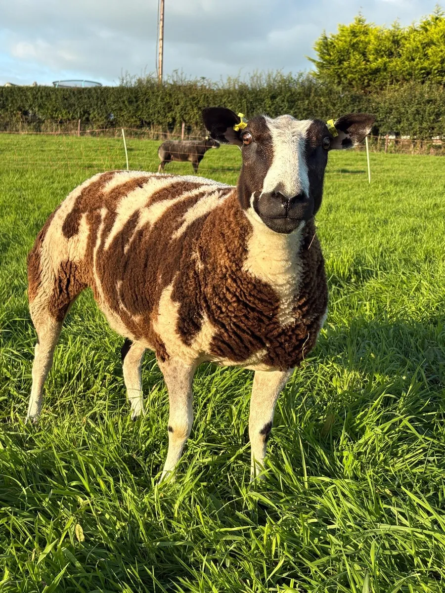 Dutch Spotted Shearling Ewe - Image 1