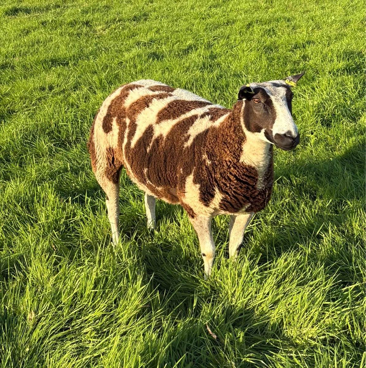 Dutch Spotted Shearling Ewe - Image 2