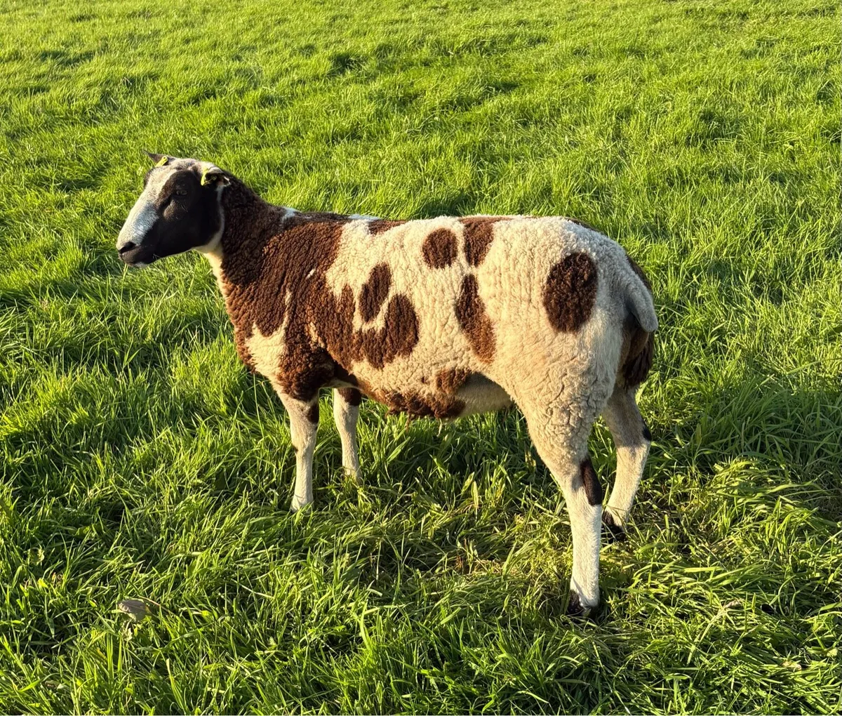 Dutch Spotted Shearling Ewe - Image 3
