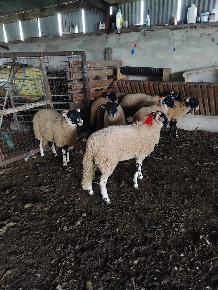 Swaledale Lambs - Image 2