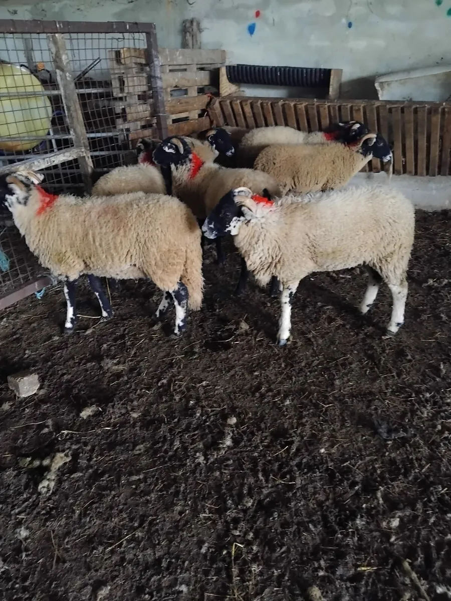 Swaledale Lambs - Image 1