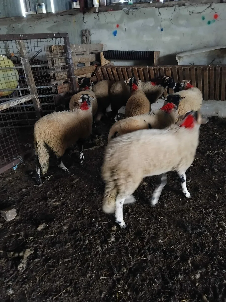 Swaledale Lambs - Image 4