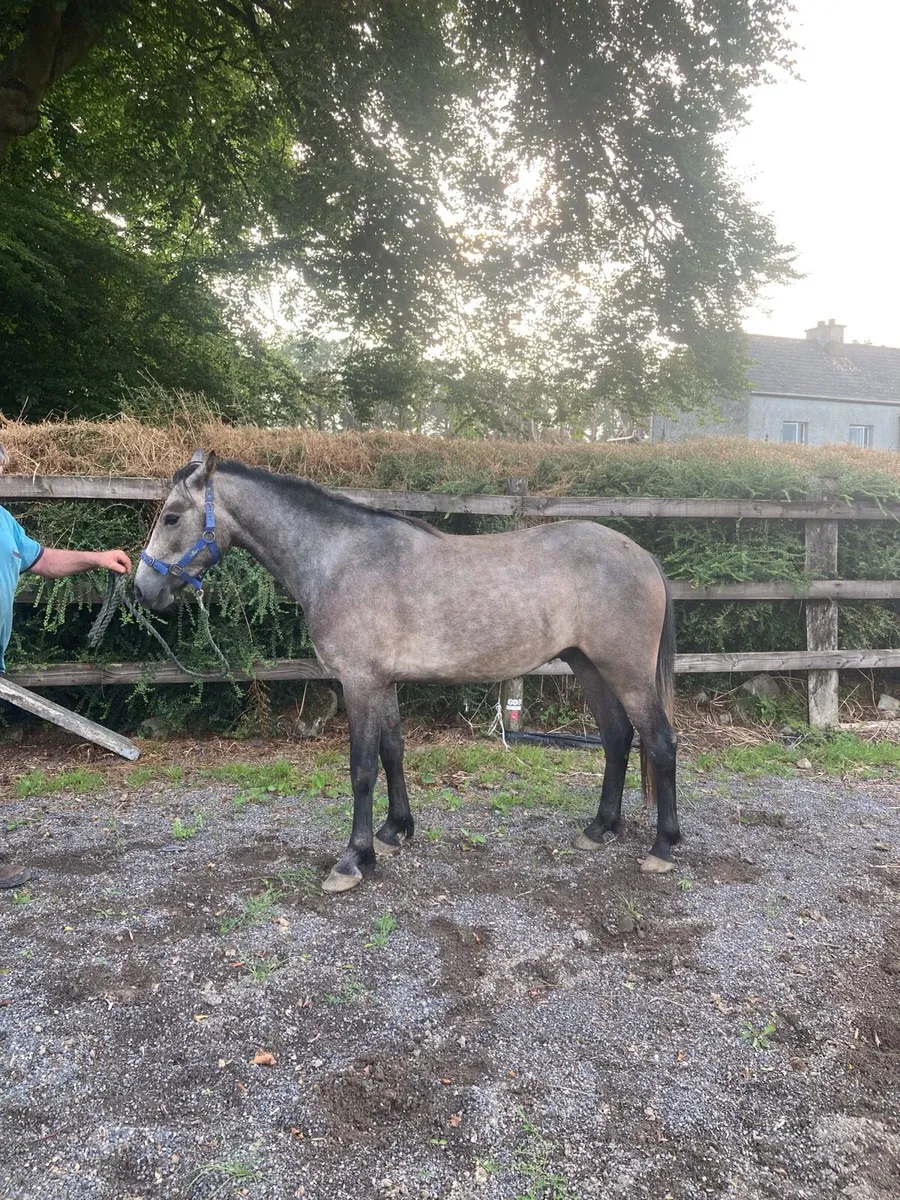 3 year old pony - Image 1