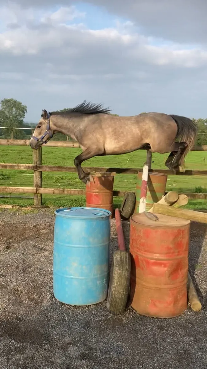 3 year old pony - Image 2