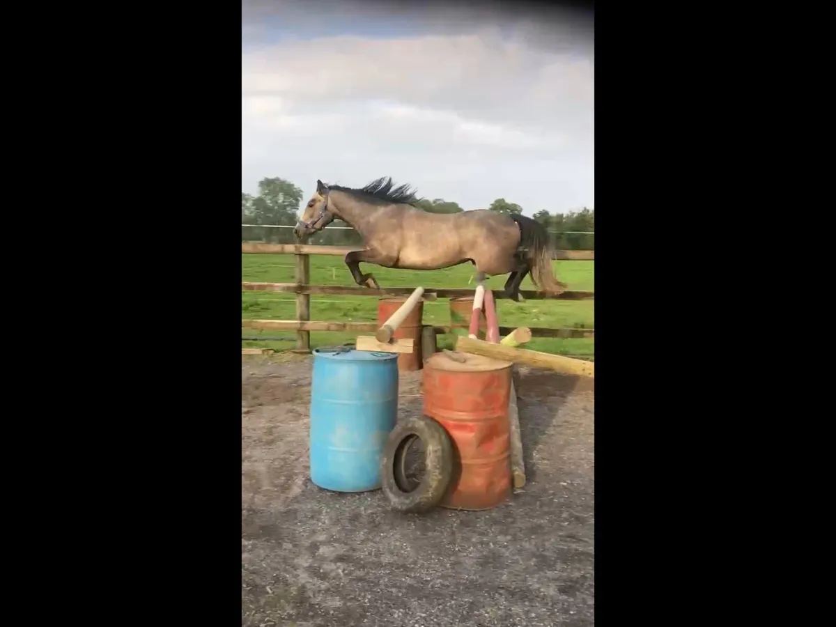 3 year old pony - Image 3
