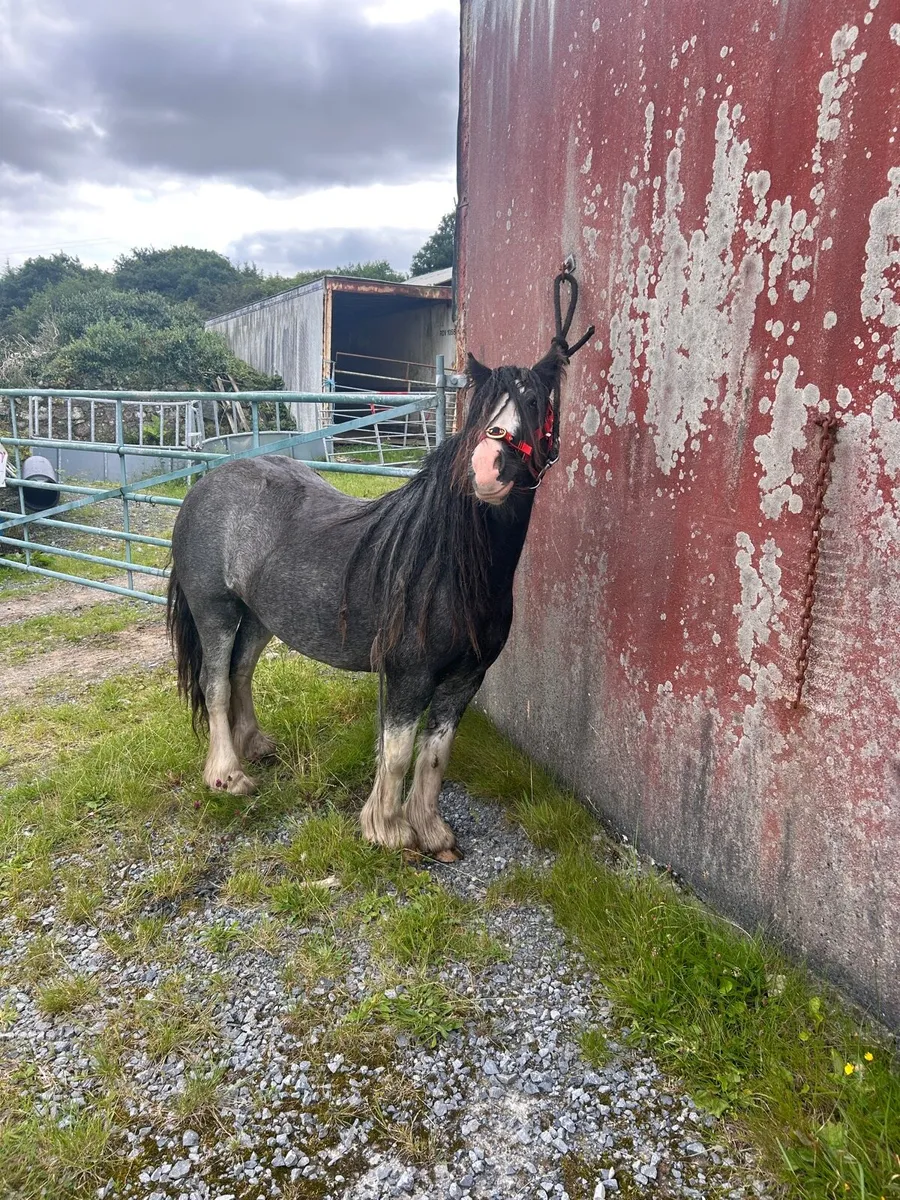 COB  pony - Image 2