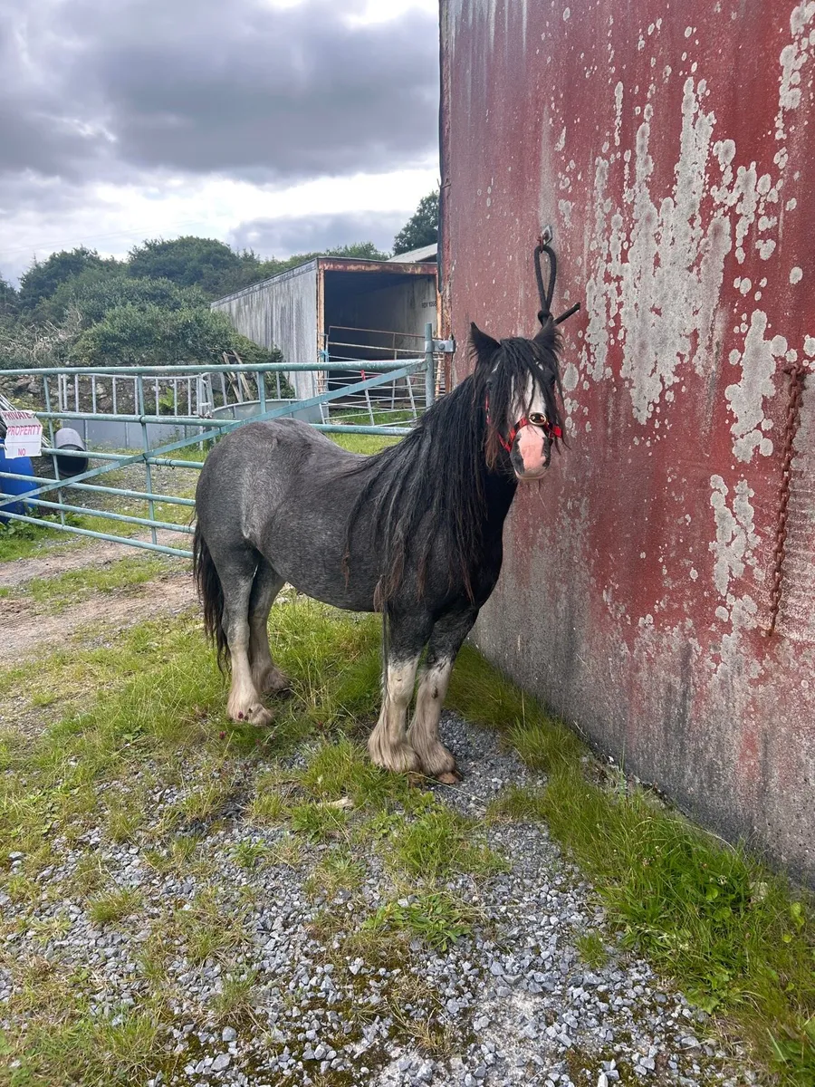 COB  pony - Image 3