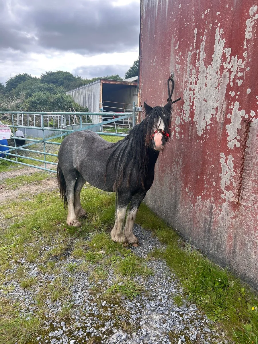 COB  pony - Image 4