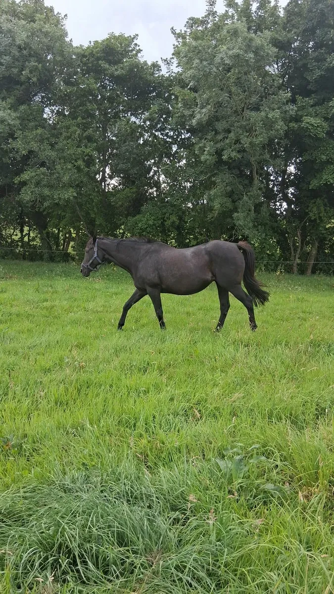 Blacktype broodmare band - Image 1