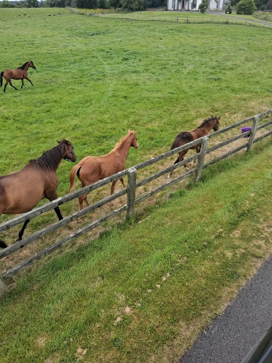 Blacktype broodmare band - Image 2