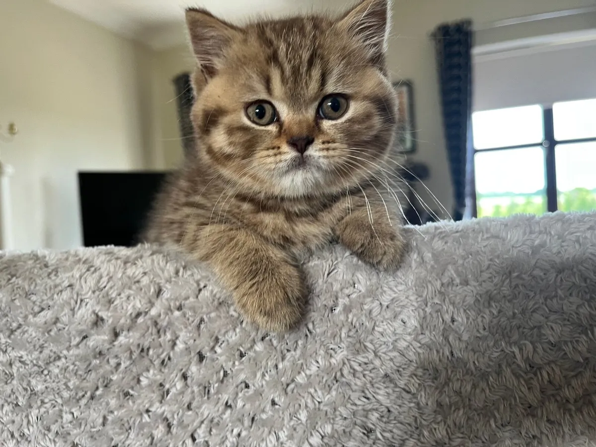 British Shorthair kitten - Image 1