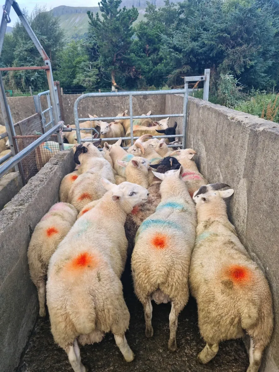 Ram lambs - Image 1