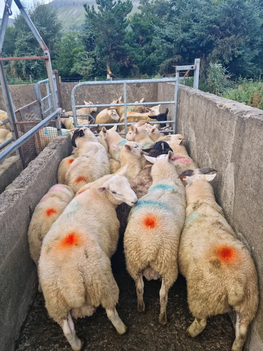 Ram lambs - Image 2