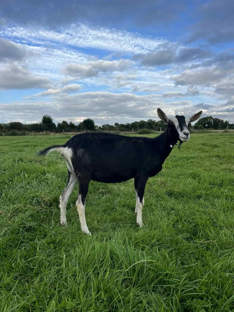Female Goatling - Image 1