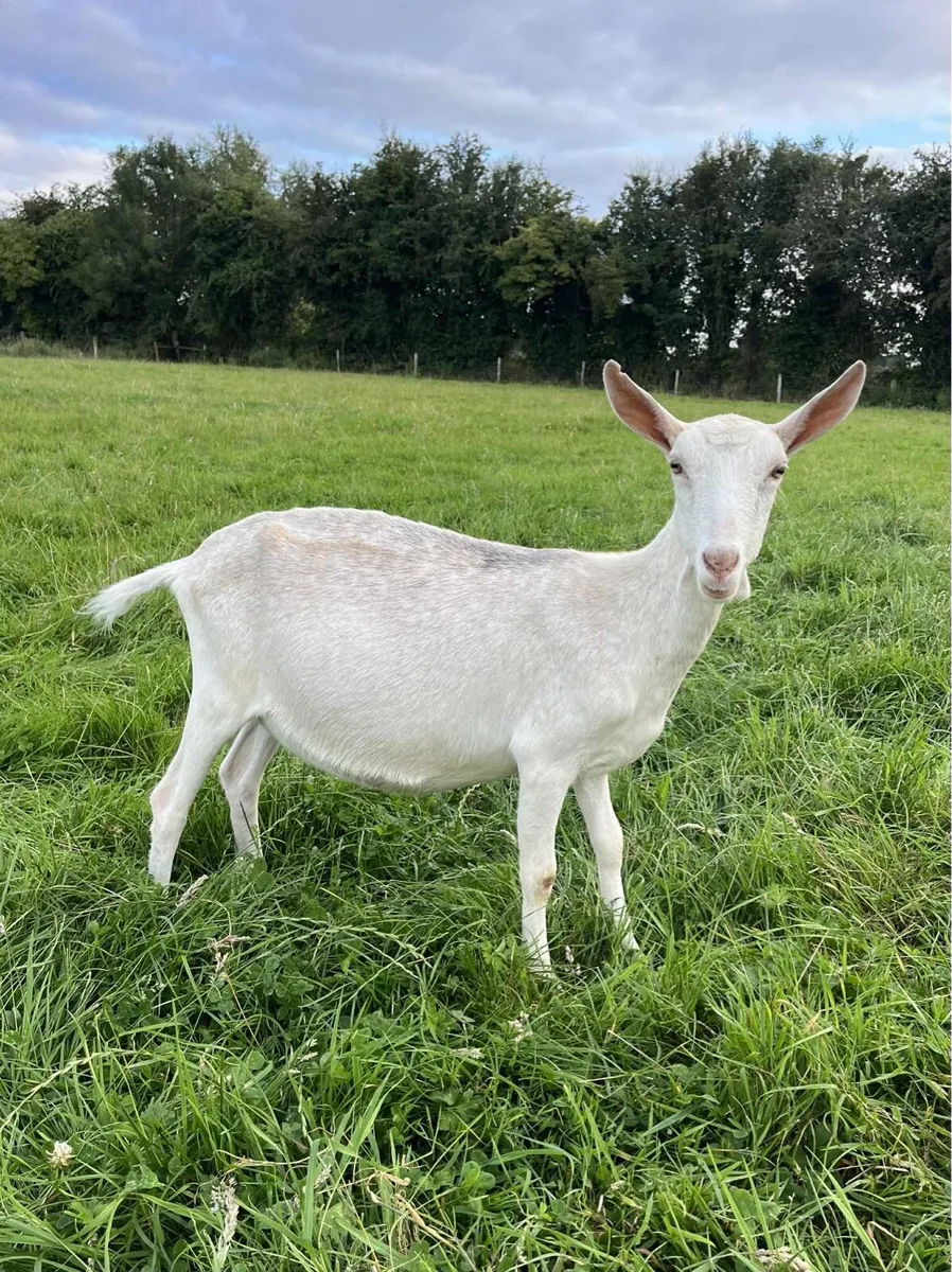 Female Goatling - Image 2
