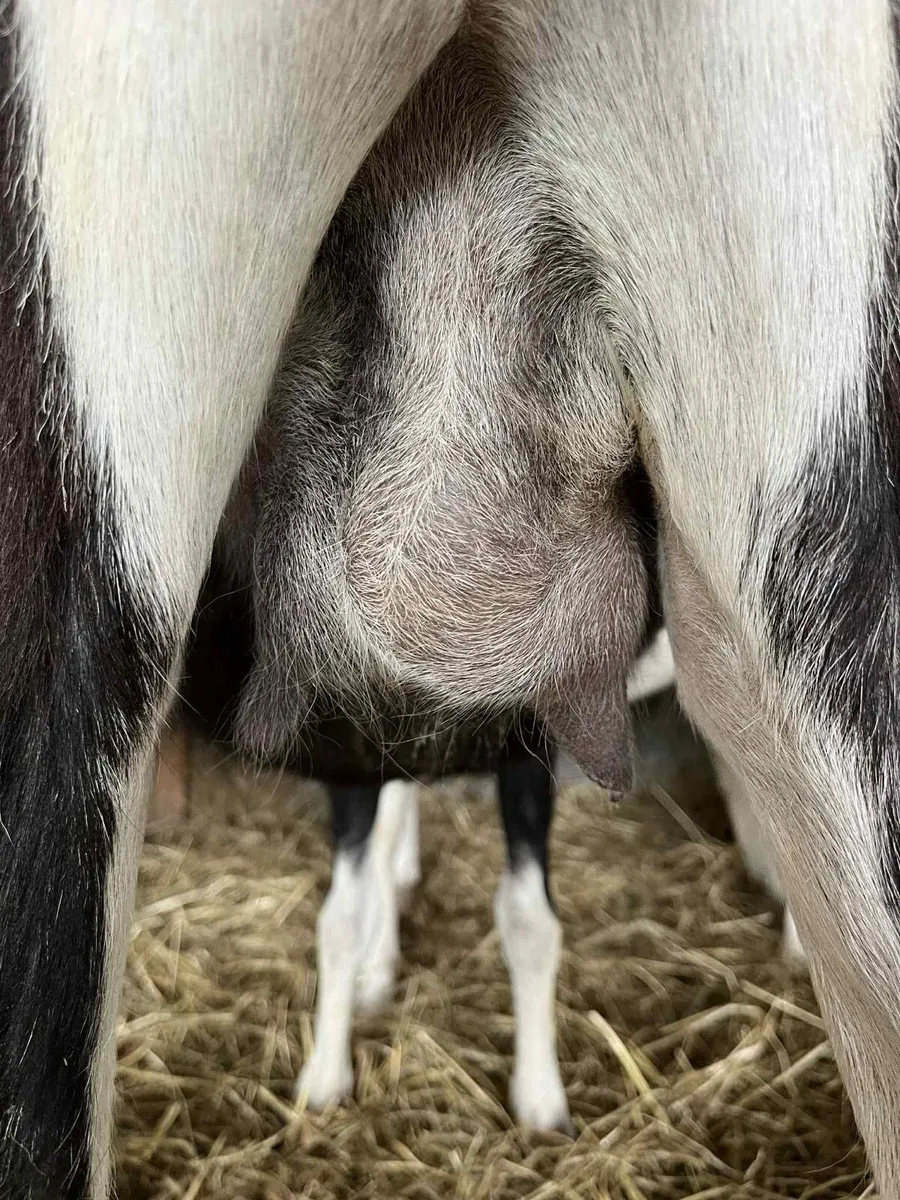 Female Goatling - Image 3