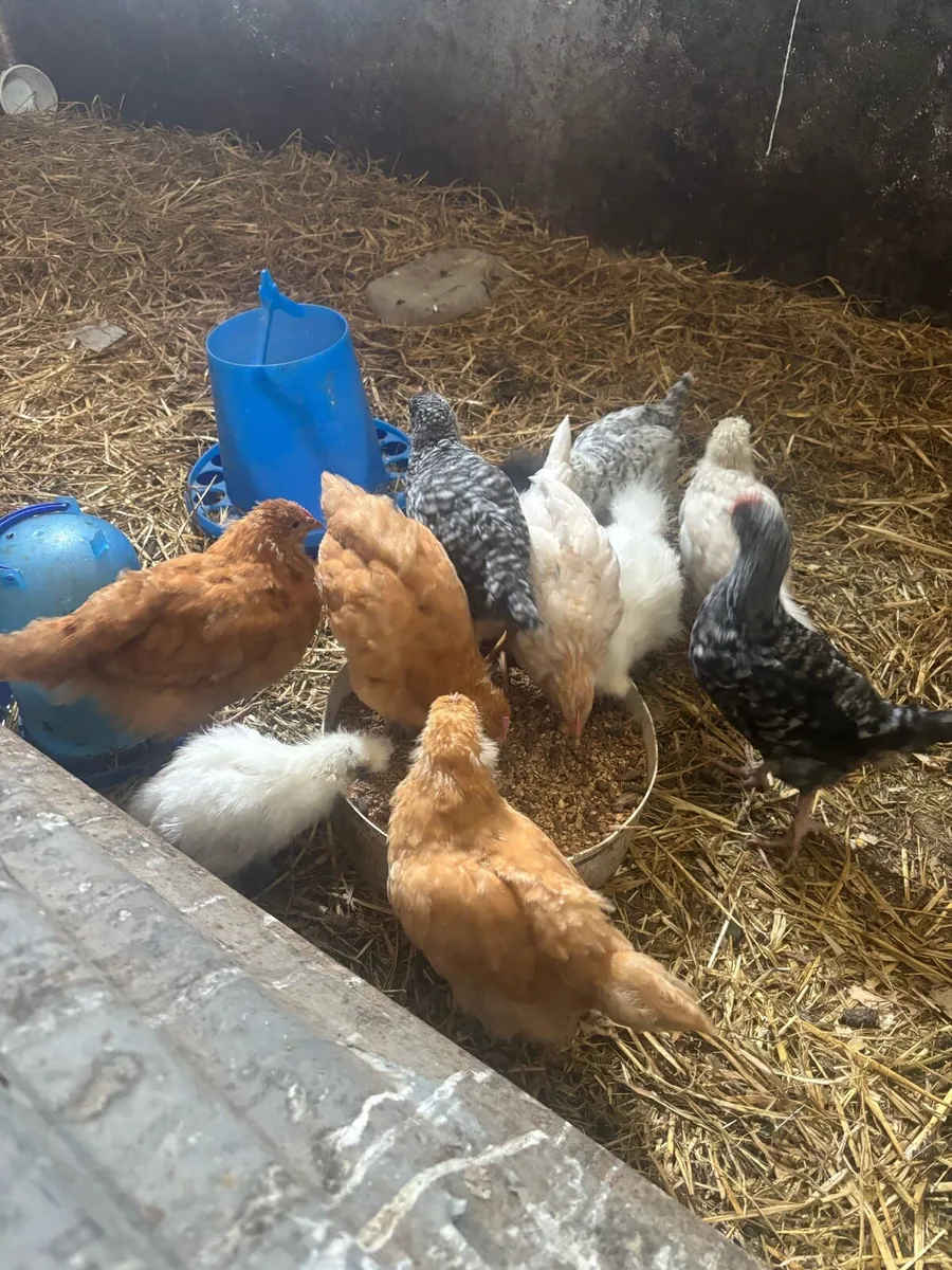 Young birds - Image 1