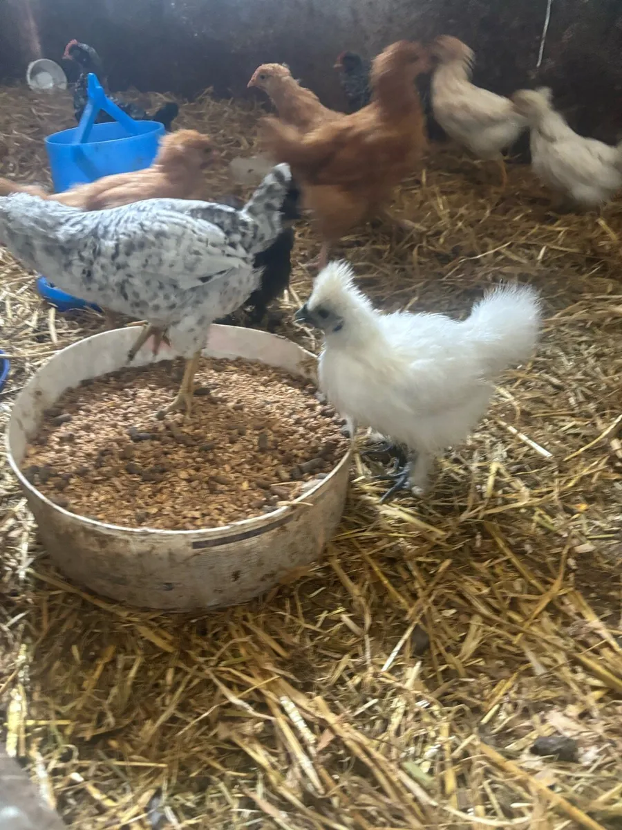 Young birds - Image 2