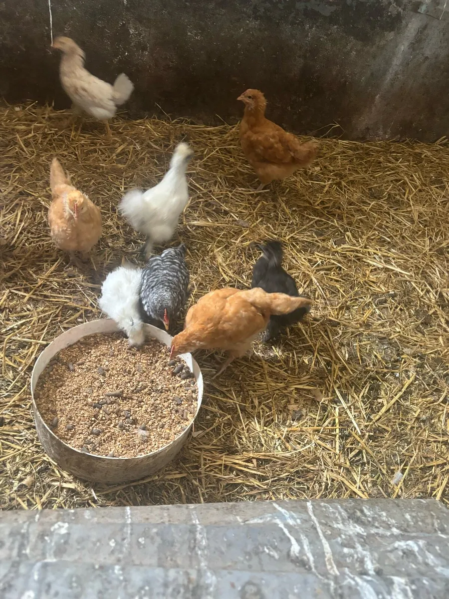 Young birds - Image 3