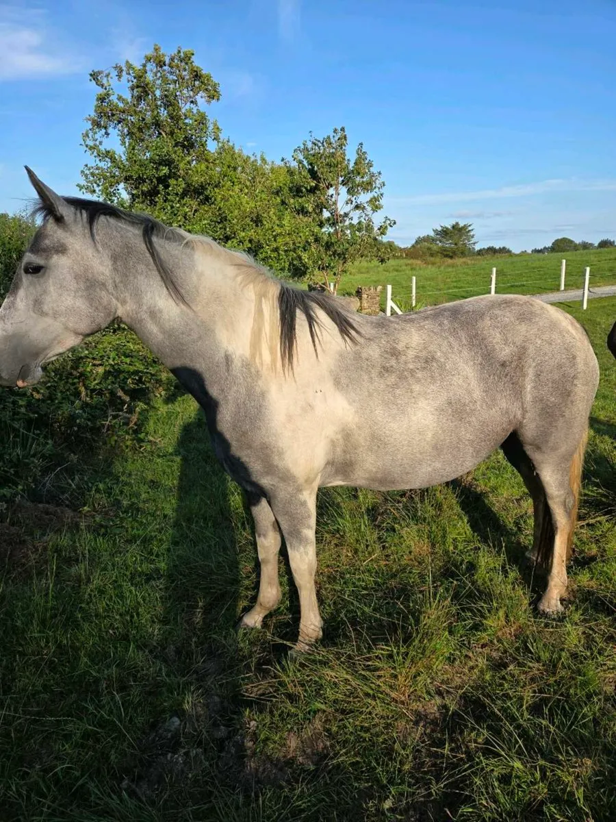 3 year old ID cross filly - Image 1