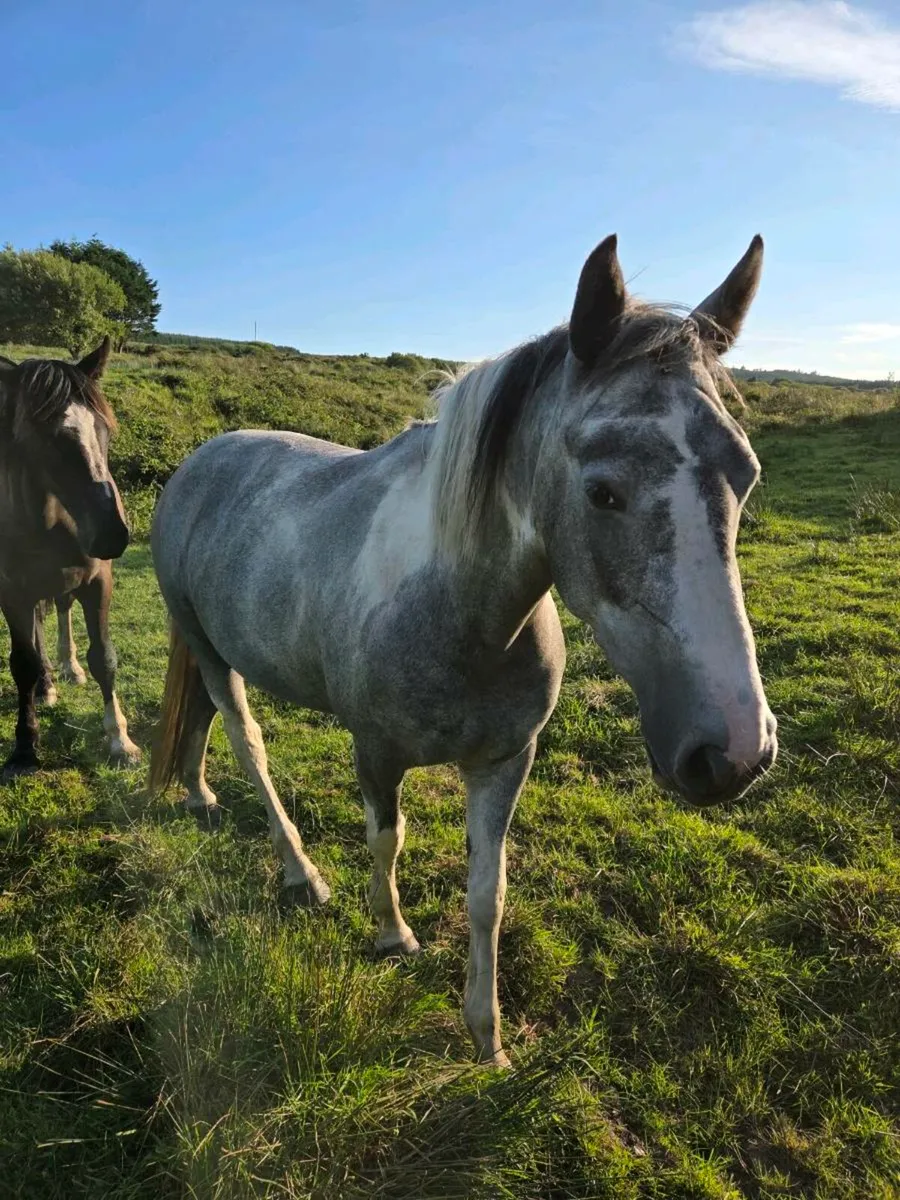 3 year old ID cross filly - Image 2