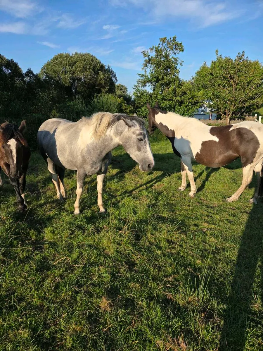 3 year old ID cross filly - Image 3