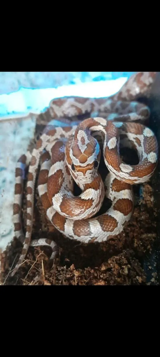 Corn Snakes 🐍 - Image 2