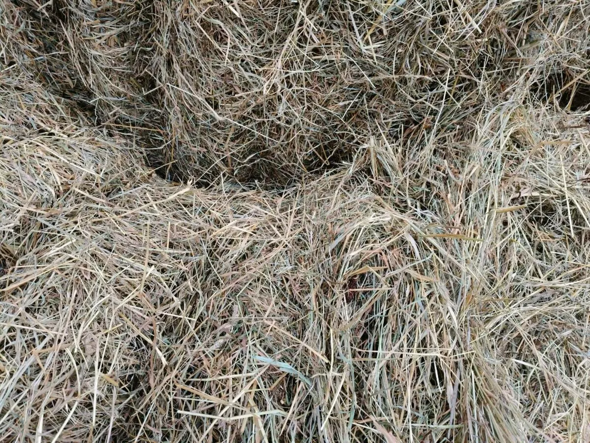 Hay - Image 2