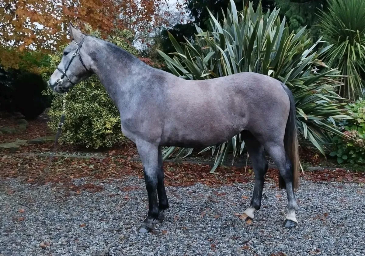 5 yr Old Mare by Corporal VDL - Image 1