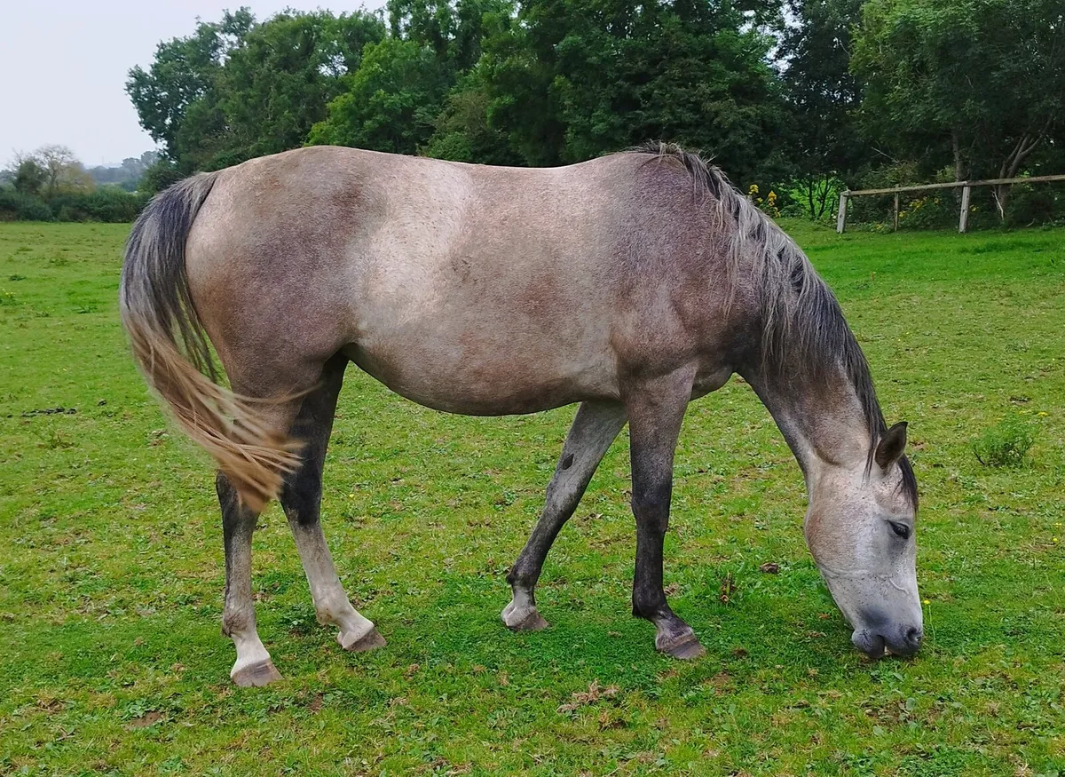 5 yr Old Mare by Corporal VDL - Image 2