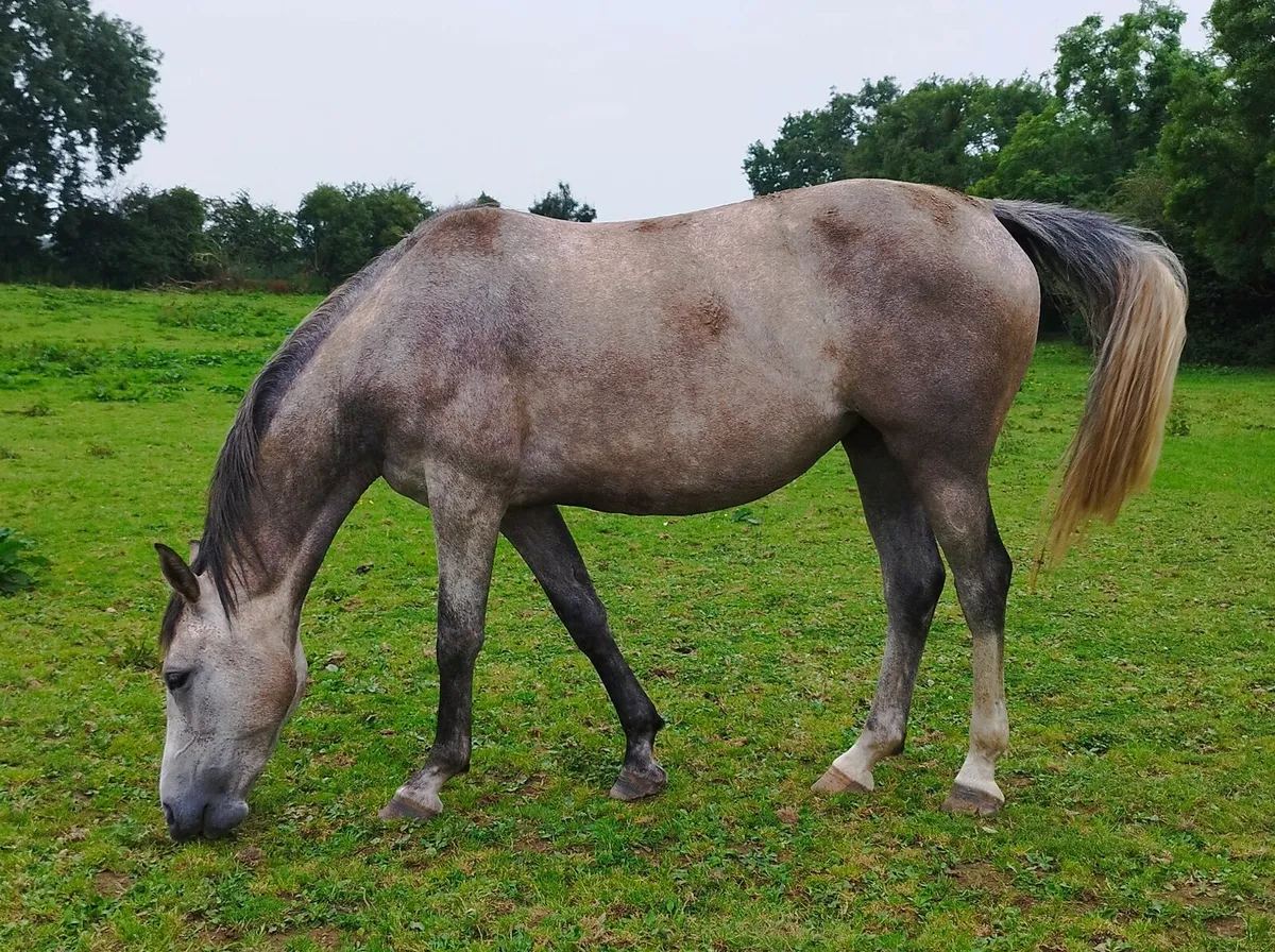 5 yr Old Mare by Corporal VDL - Image 3