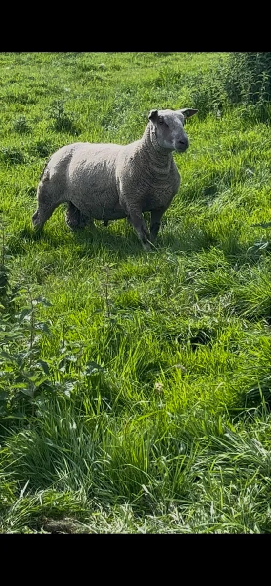 PB Charollais and Chartex Rams - Image 1