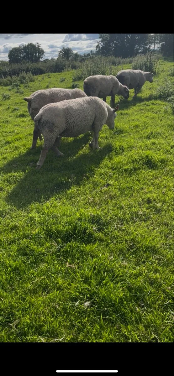 PB Charollais and Chartex Rams - Image 2