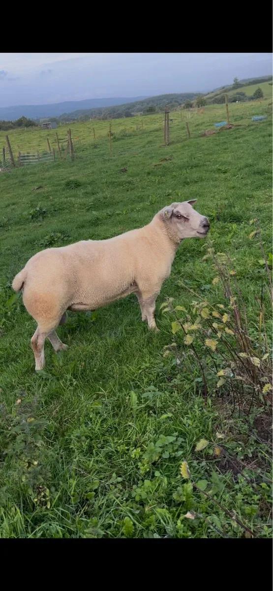 PB Charollais and Chartex Rams - Image 3