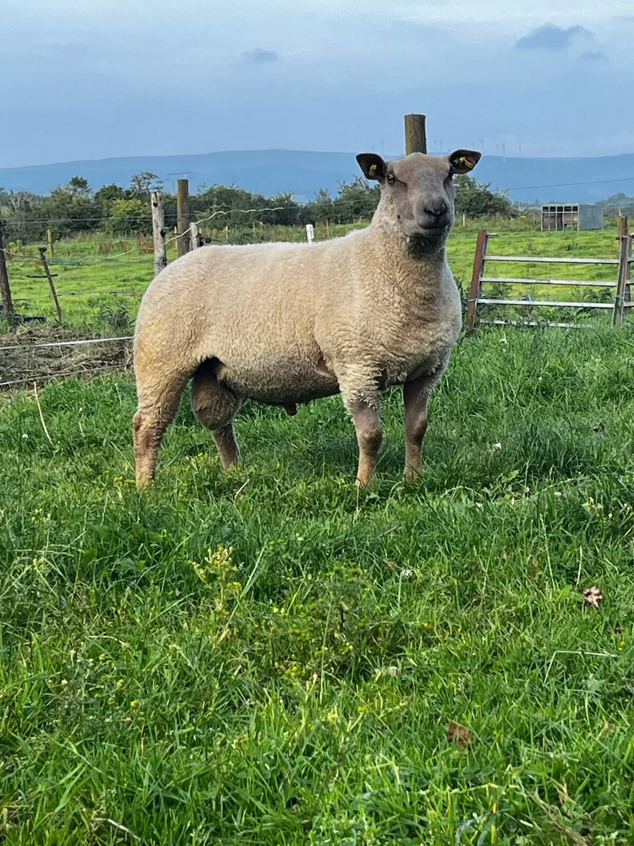 PB Charollais and Chartex Rams - Image 4