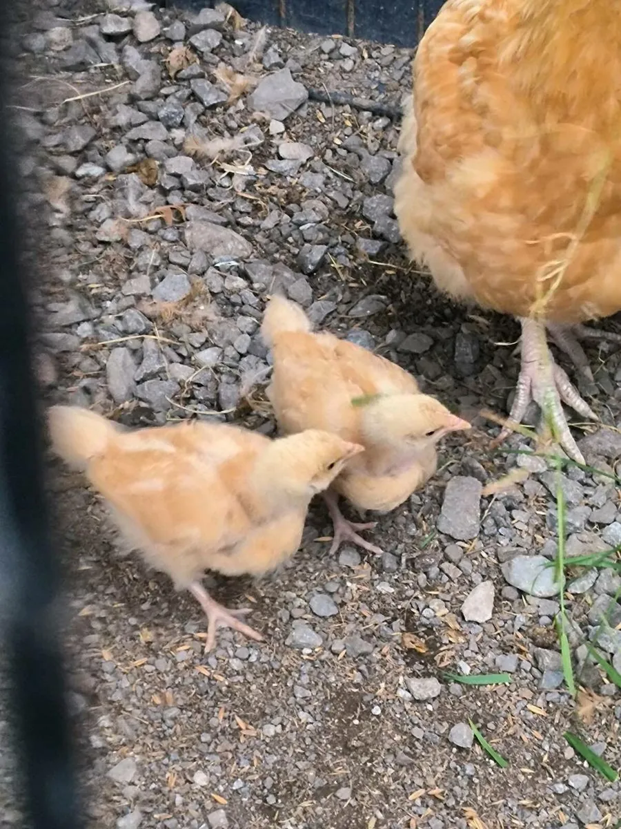Buff Orpington chicks - Image 1