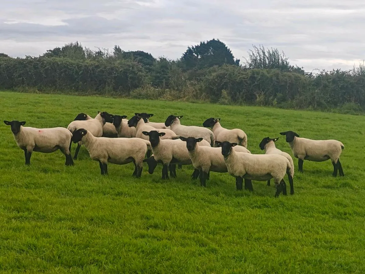 Suffolk ewe hoggets - Image 1