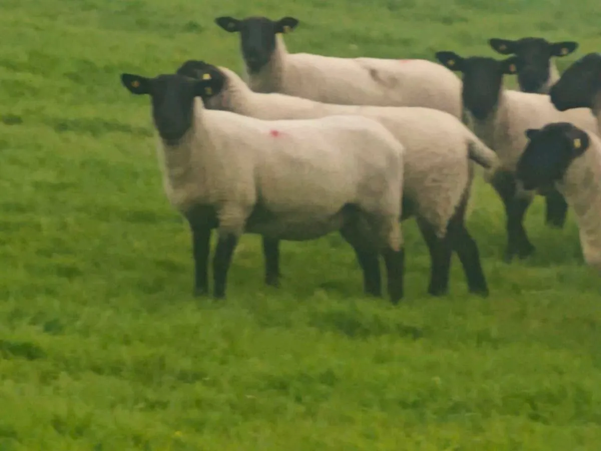 Suffolk ewe hoggets - Image 2