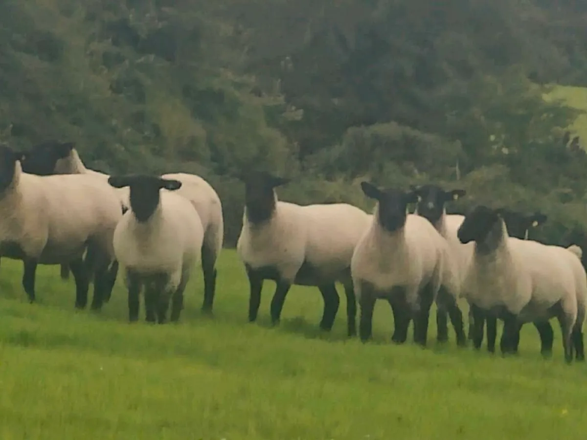 Suffolk ewe hoggets - Image 3