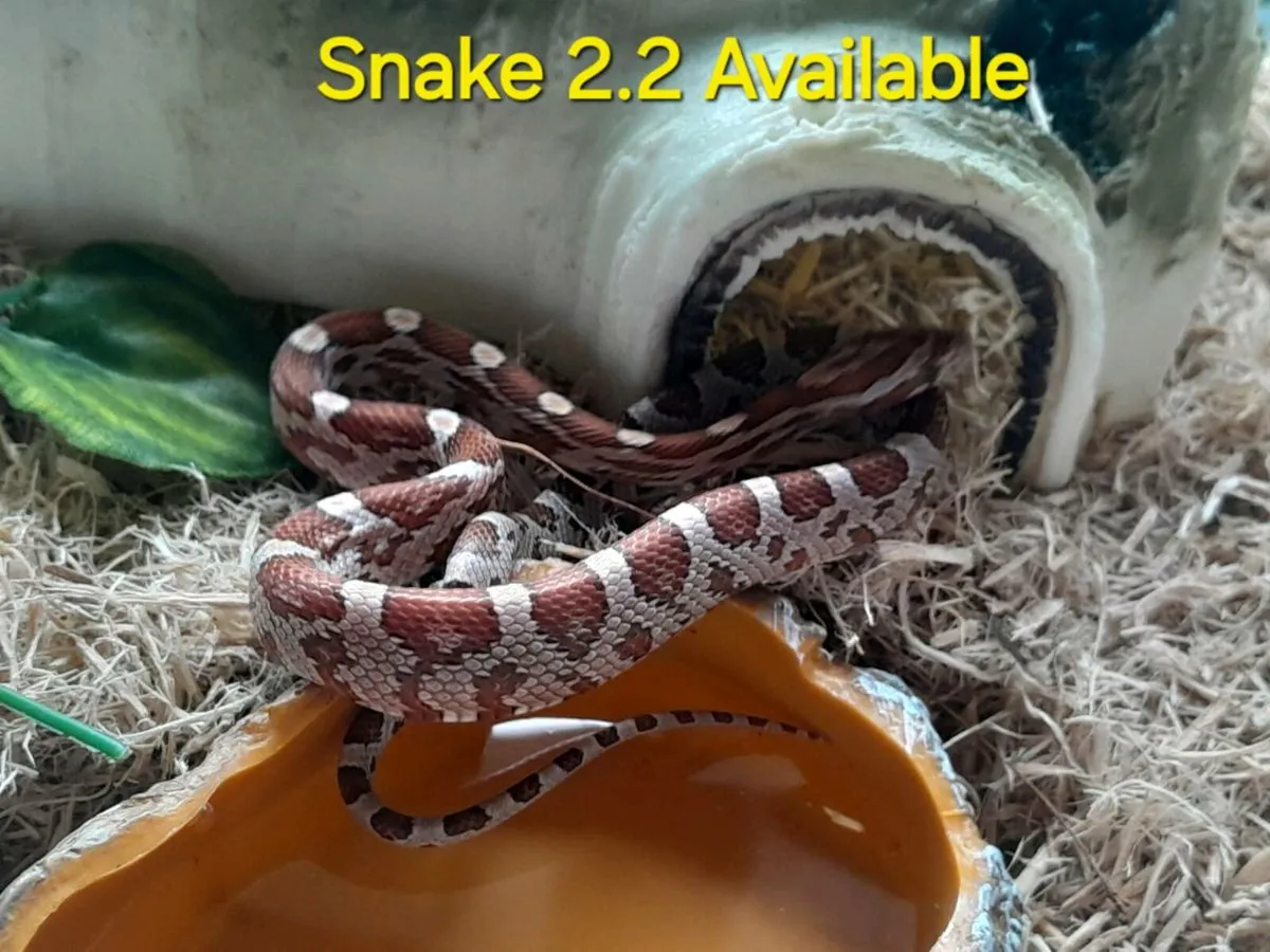 Corn Snakes 🐍 - Image 1