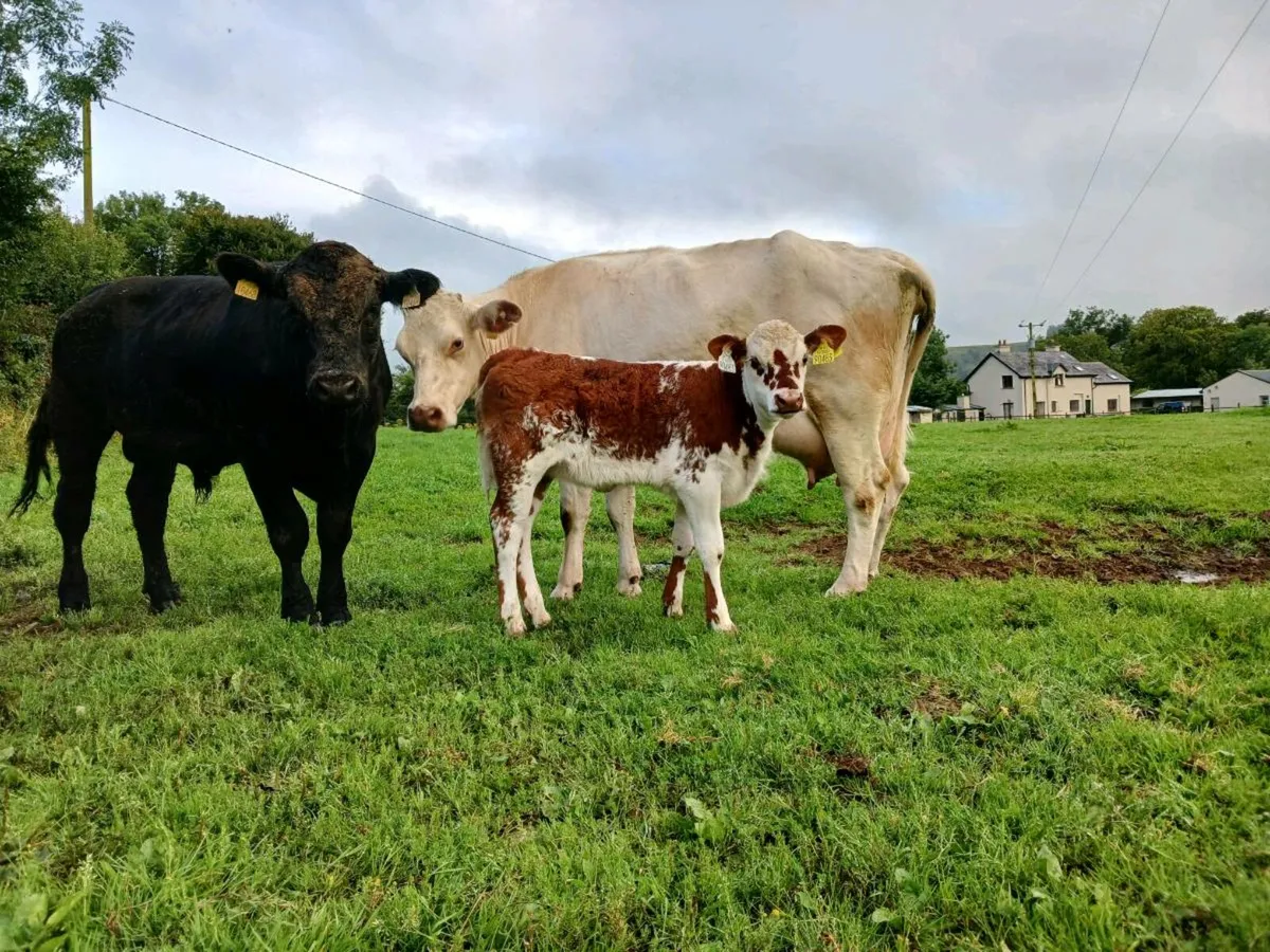 Shorthorn cow & calf - Image 1