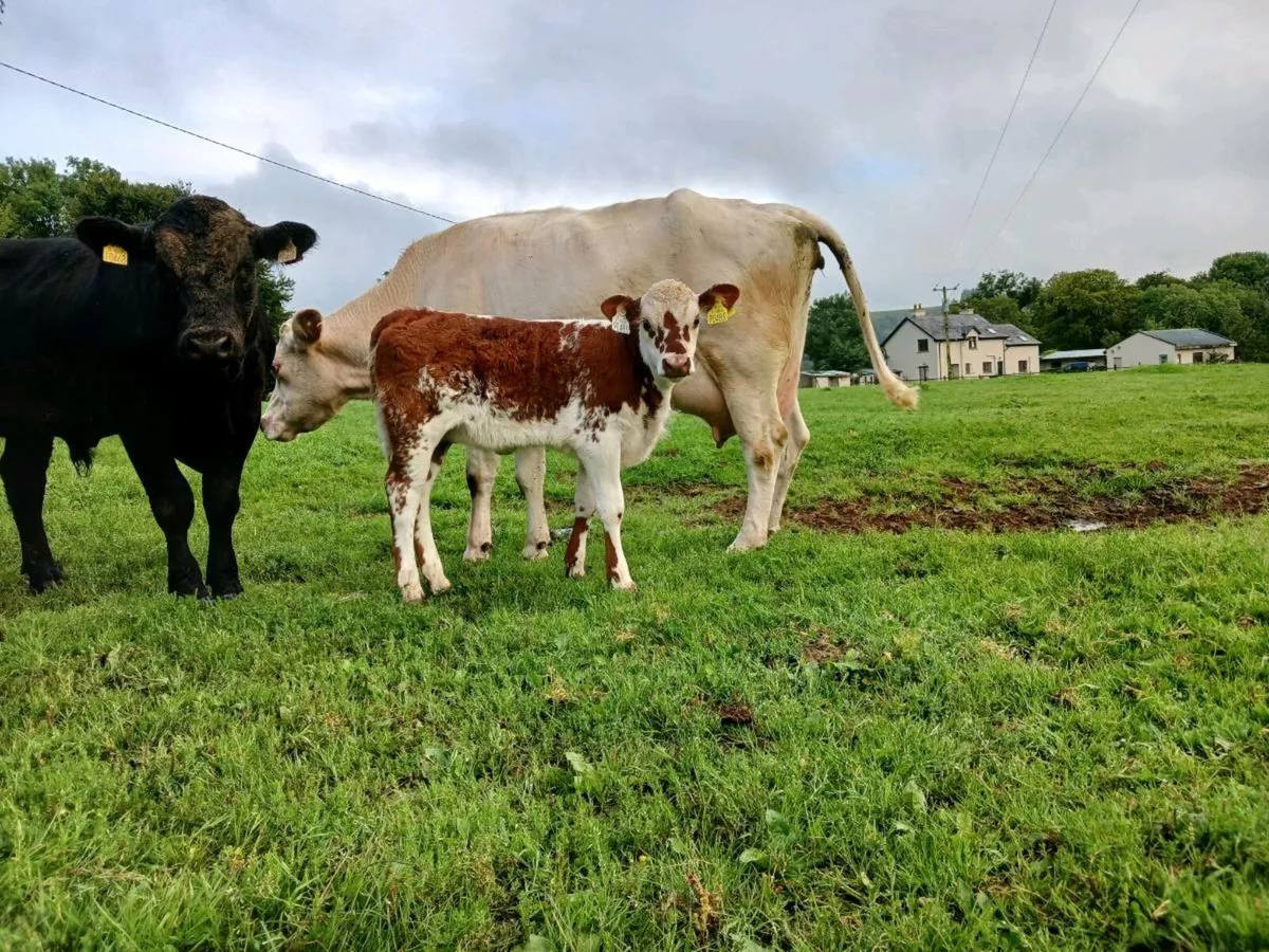 Shorthorn cow & calf - Image 2